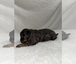 Small #1 Cavapoo mix (+ Poodle Miniature)