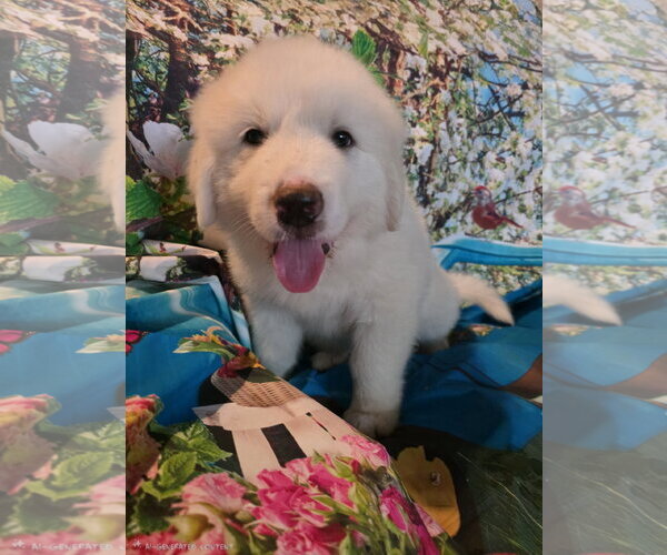 Medium Photo #7 Great Pyrenees Puppy For Sale in Spring, TX, USA