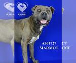Small #2 American Pit Bull Terrier