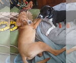 Small #2 Mutt