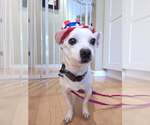 Small #1 Chihuahua