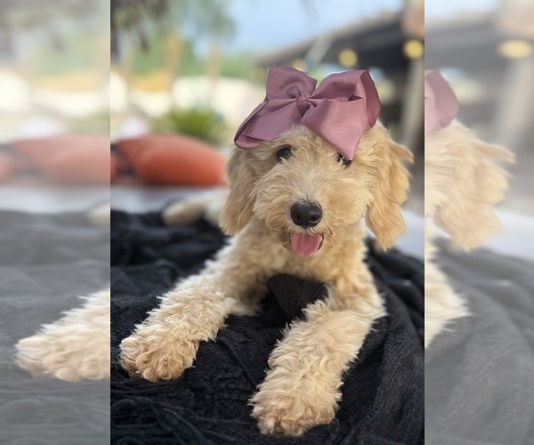 Medium Photo #7 Goldendoodle mix (+ Poodle Miniature) Puppy For Sale in MENIFEE, CA, USA