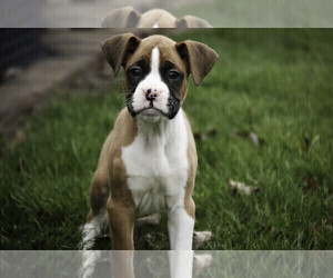 Boxer Puppy for sale in SHIPSHEWANA, IN, USA