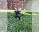 Small #1 Mutt