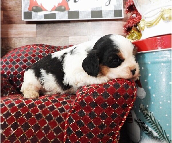 Medium Photo #2 Cavalier King Charles Spaniel Puppy For Sale in CARLISLE, KY, USA