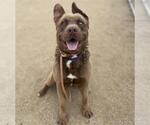 Small #2 American Pit Bull Terrier-Siberian Husky Mix
