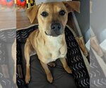 Small Photo #11 Labrador Retriever-Unknown Mix Puppy For Sale in Doylestown, PA, USA