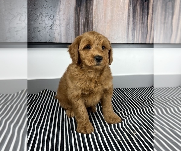 Medium Photo #10 Goldendoodle (Miniature) Puppy For Sale in FRANKLIN, IN, USA