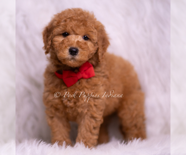 Medium Photo #87 Goldendoodle (Miniature) Puppy For Sale in WARSAW, IN, USA