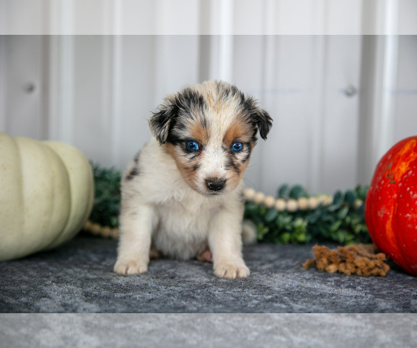 Medium Photo #3 Australian Shepherd Puppy For Sale in CAMDEN, MI, USA