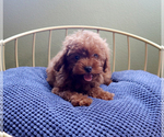 Small #2 Poodle (Toy)
