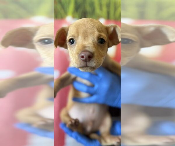 Medium Photo #6 Labrador Retriever-Unknown Mix Puppy For Sale in New York, NY, USA