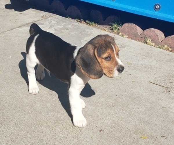 Medium Photo #1 Beagle Puppy For Sale in BALDWIN PARK, CA, USA