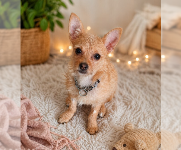 Medium Photo #1 Chihuahua-Unknown Mix Puppy For Sale in Andover, MN, USA