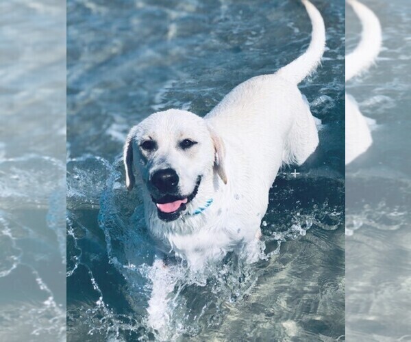 Medium Photo #1 Labrador Retriever Puppy For Sale in HAMPSTEAD, NC, USA