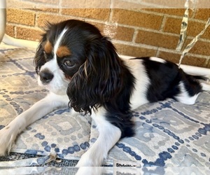 Cavalier King Charles Spaniel Puppy for sale in GRANDVILLE, MI, USA
