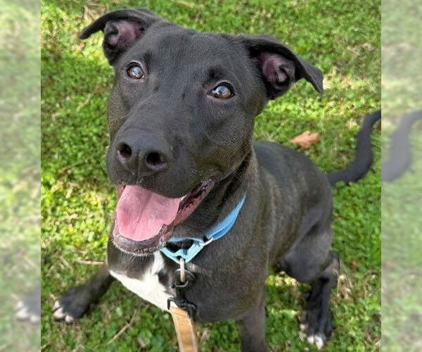 Medium Photo #1 Labrador Retriever Puppy For Sale in Tallahassee, FL, USA