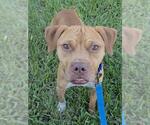 *CHUCKLES - Male Mutt Dog for Adoption - Small photo