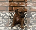 Small #12 Rhodesian Ridgeback