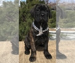 Small Photo #4 Cane Corso Puppy For Sale in LOYALTON, CA, USA