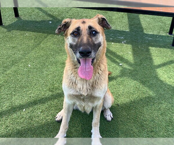 Medium Photo #1 German Shepherd Dog Puppy For Sale in Orange, CA, USA