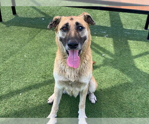 German Shepherd Dog Dogs for adoption in Orange, CA, USA