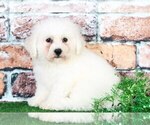 Small Photo #1 Bichon Frise Puppy For Sale in BEL AIR, MD, USA