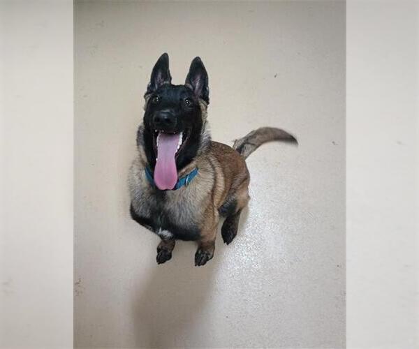 Medium Photo #1 Mutt Puppy For Sale in Chula Vista, CA, USA