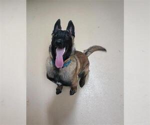 Mutt Dogs for adoption in Chula Vista, CA, USA