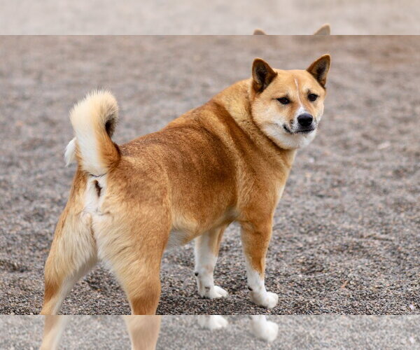 Medium Photo #10 Shiba Inu-Unknown Mix Puppy For Sale in Webster, WI, USA
