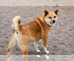 Small #9 Shiba Inu Mix