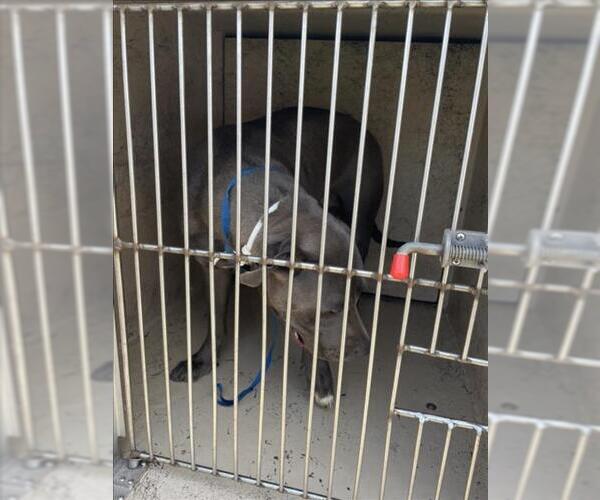 Medium Photo #1 American Pit Bull Terrier-Unknown Mix Puppy For Sale in Oklahoma City, OK, USA