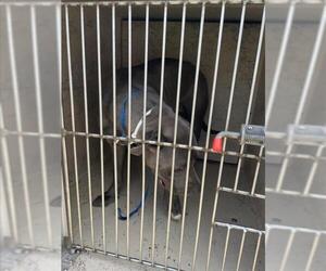 American Pit Bull Terrier-Unknown Mix Dogs for adoption in Oklahoma City, OK, USA