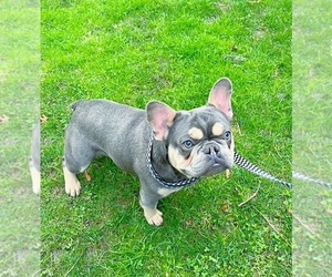 Father of the French Bulldog puppies born on 03/12/2026