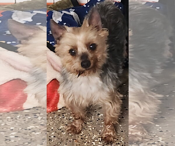 Medium Photo #3 Mutt Puppy For Sale in Smithfield, PA, USA