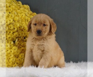 Golden Retriever Puppy for sale in FREDERICKSBURG, OH, USA