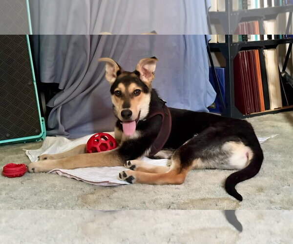 Medium Photo #7 Siberian Husky-Unknown Mix Puppy For Sale in Westwood, NJ, USA