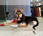 Small #6 Siberian Husky Mix