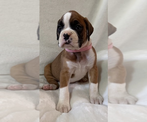 Medium Photo #1 Boxer Puppy For Sale in ALLEGHENY, PA, USA
