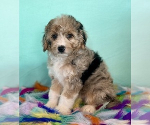 Medium Aussiedoodle Miniature 