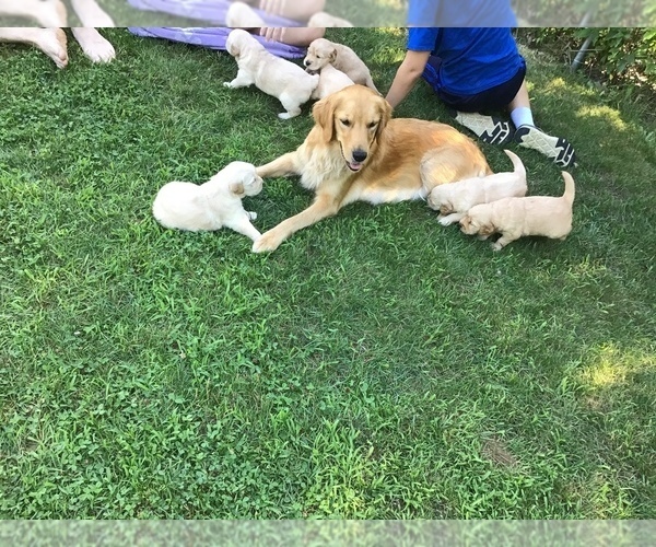 Medium Photo #3 Golden Retriever Puppy For Sale in BARRE, MA, USA