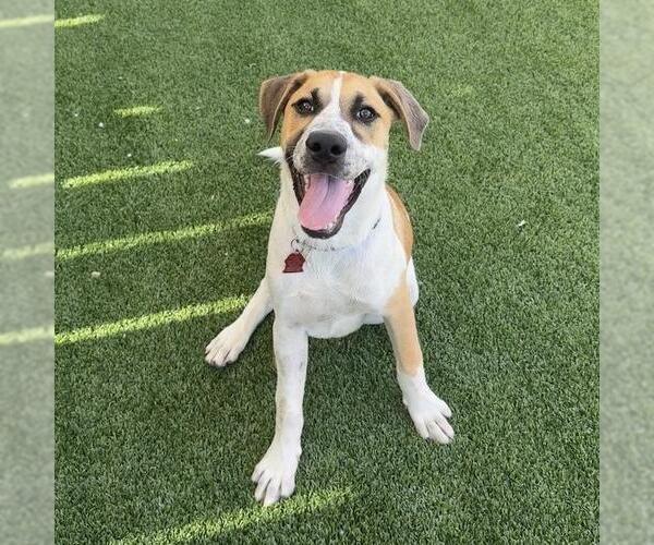 Medium Photo #16 Mutt Puppy For Sale in San Diego, CA, USA