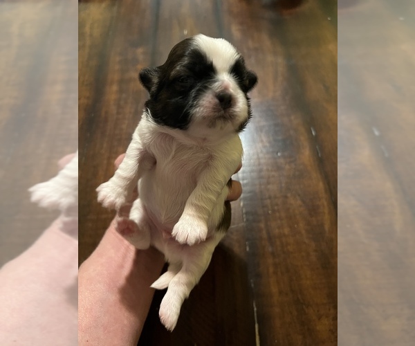 Medium Photo #1 Shih Tzu Puppy For Sale in DOWNEY, CA, USA