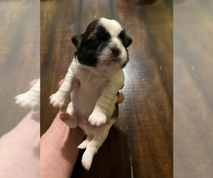 Shih Tzu Puppy for sale in DOWNEY, CA, USA