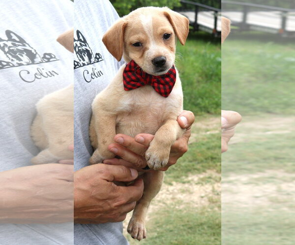 Medium Photo #3 Australian Shepherd-Beagle Mix Puppy For Sale in Bandera, TX, USA