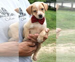 Small #2 Australian Shepherd-Beagle Mix