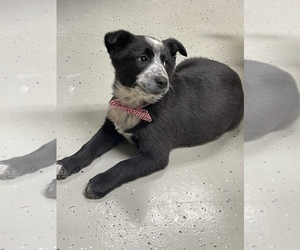Australian Cattle Dog-Border Collie Mix Puppy for sale in CENTRALIA, IL, USA