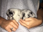 Small Photo #1 Australian Shepherd Puppy For Sale in CHADDS FORD, PA, USA