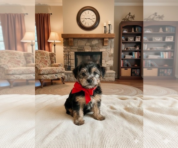 Medium Photo #1 Yorkshire Terrier Puppy For Sale in OVERTON, TX, USA