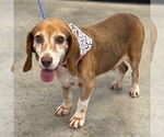 Small #1 Bagle Hound